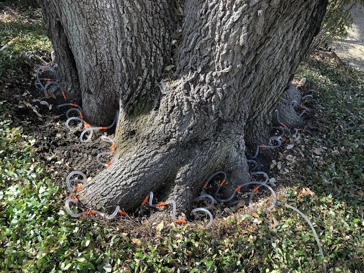 Detailed Tree Cabling and Bracing job site in Pathfork