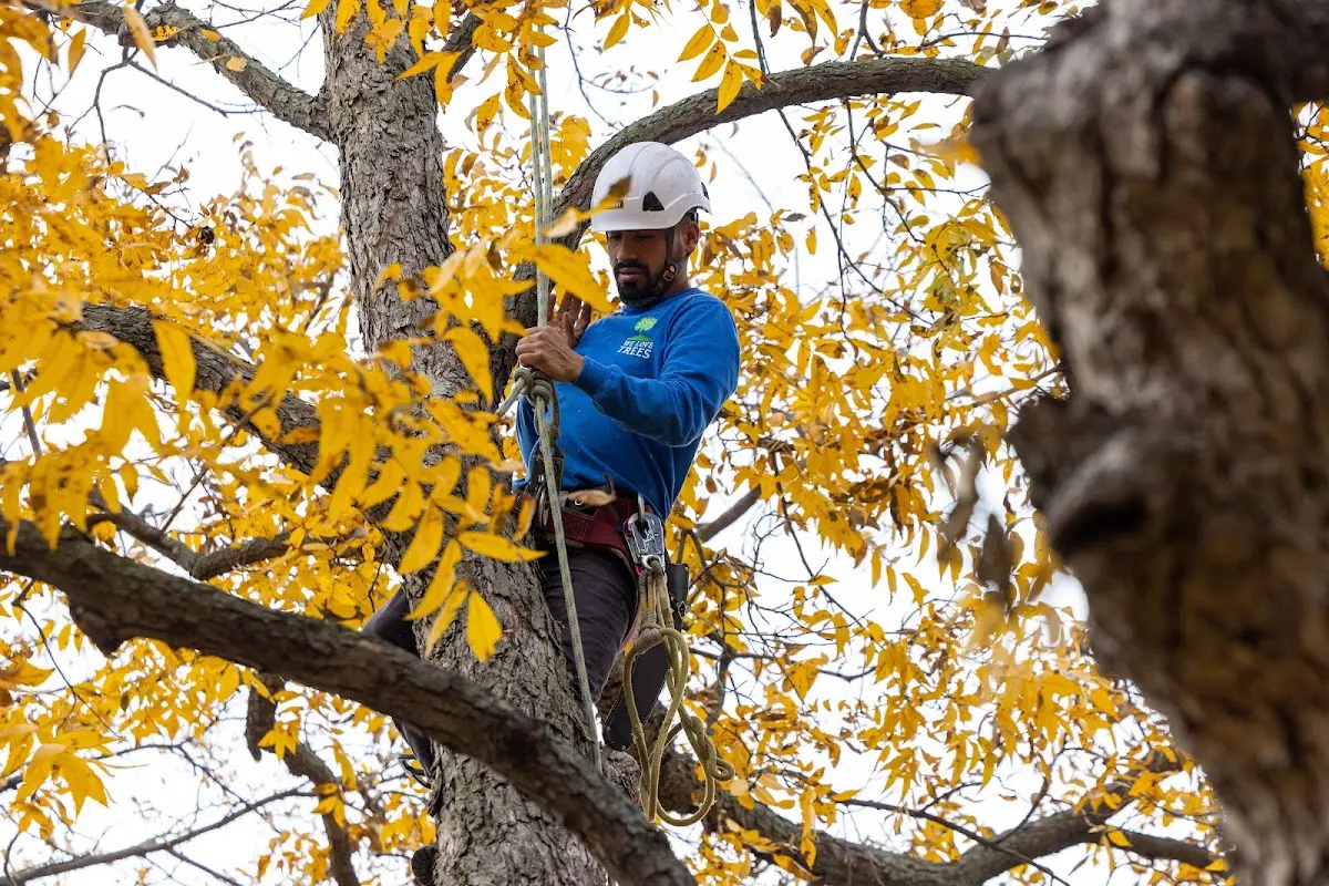 Skilled Storm Damage Cleanup crew working in Pathfork